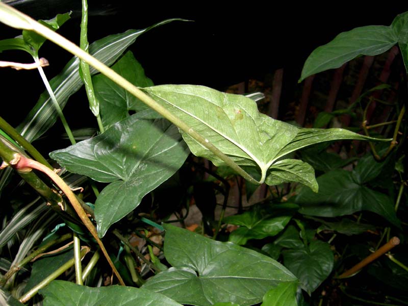 Syngonium podophyllum (Araceae)